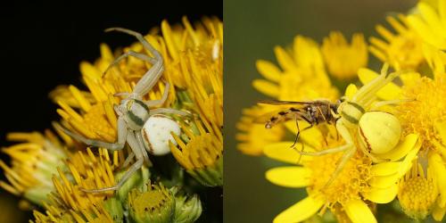 Misumena vatia